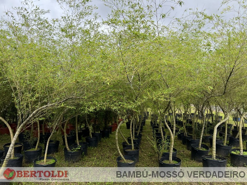 Bambú-Mossô Verdadeiro G